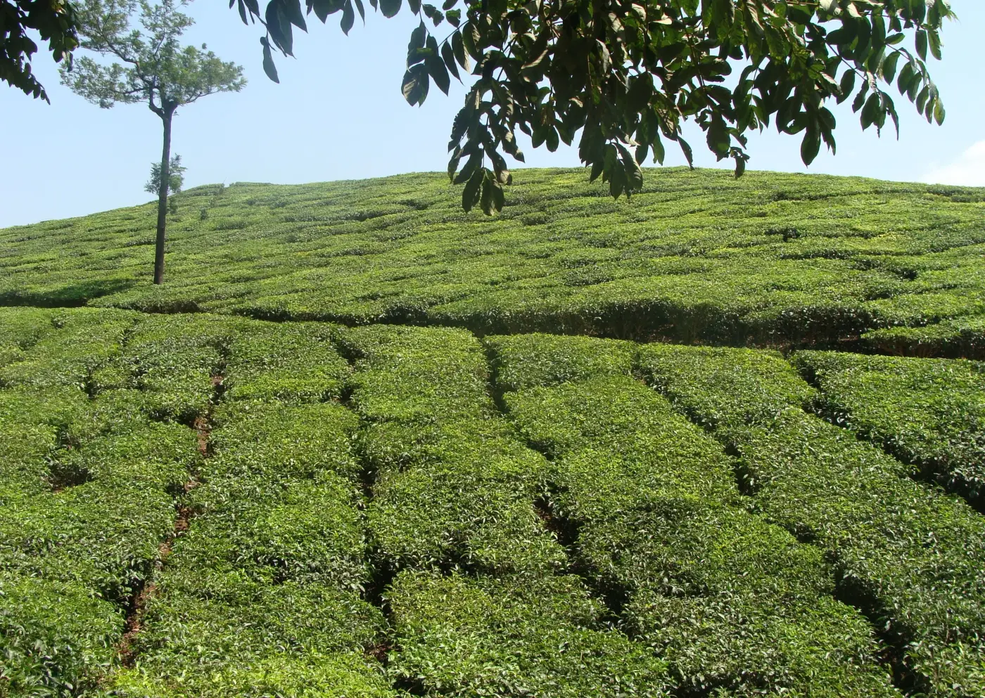 Tea plantations in the Sri Lankan highlands