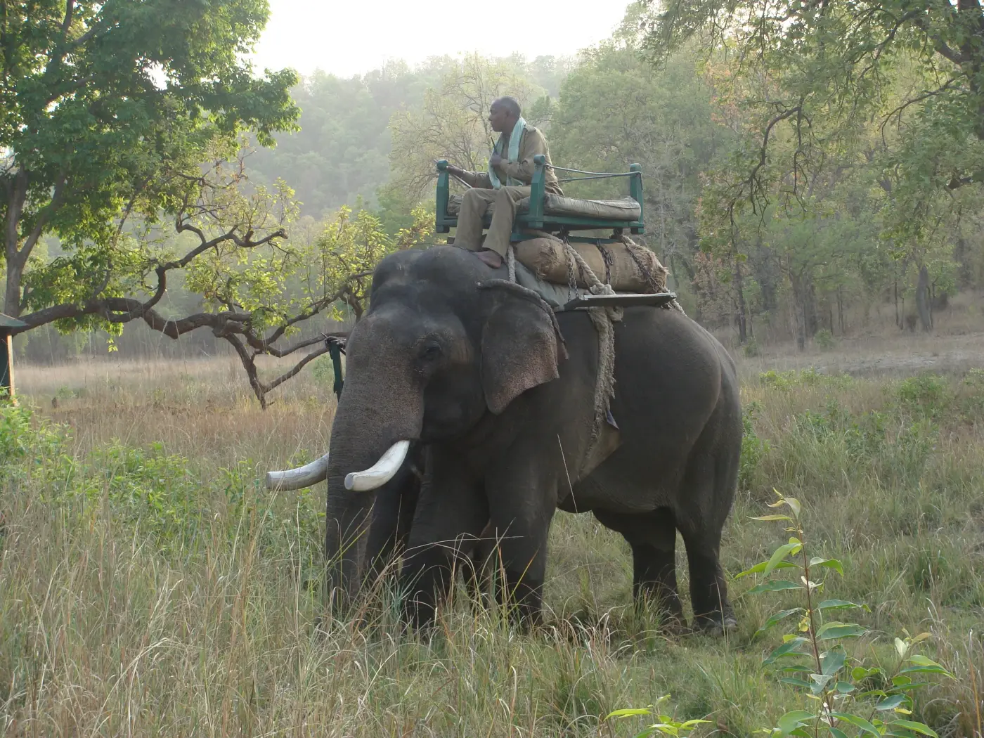 Elephant safari in Indian jungle