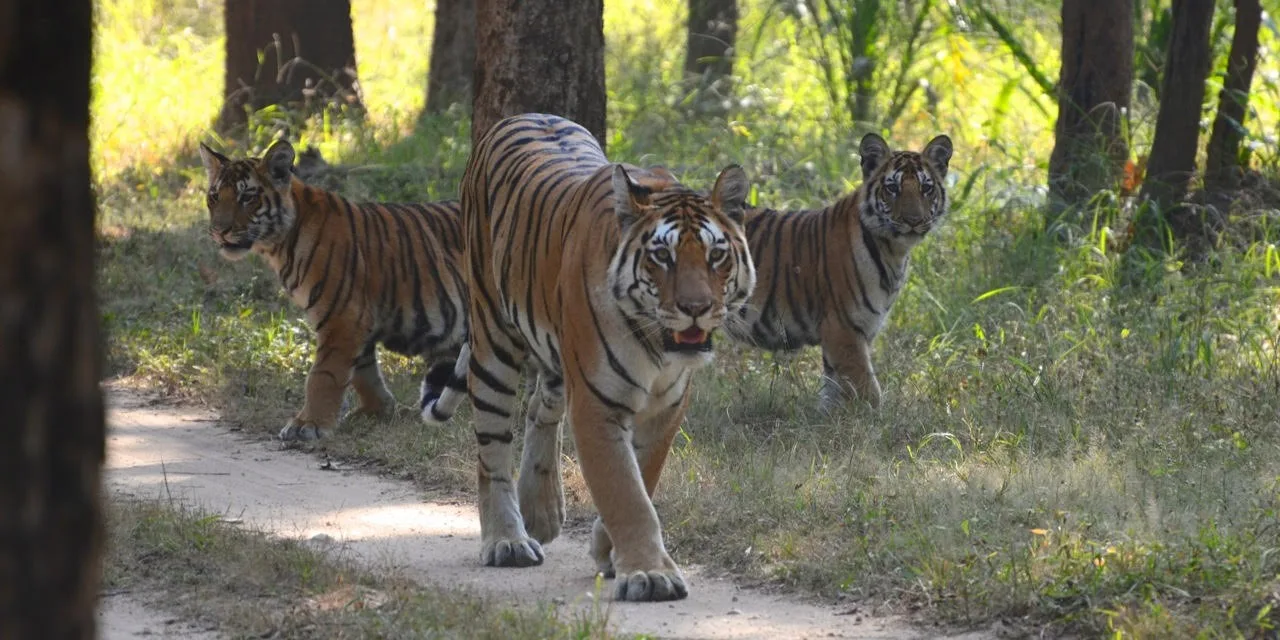 Bengal tiger at Ranthambore National Park